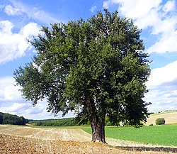 Miškinė kriaušė (Pyrus pyraster)