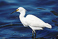 Hókócsag (Egretta thula)