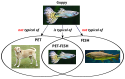 GUPPY is neither a typical PET nor a typical FISH, but contrary to classical logic, it is a typical PET-FISH