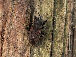 Eremocoris plebejus