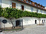 Världens äldsta vinranka, i flodhamnen Lent, Maribor.