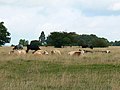 Cattle on Minchinhampton Common