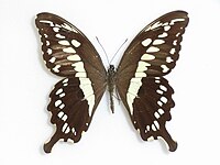 Papilio constantinus