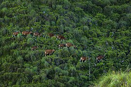 Sapi milik penduduk di perbukitan Sembalun, Lombok Timur