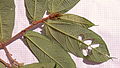 Větévka Apeiba albiflora