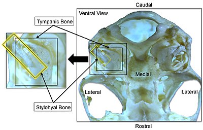 The skull of a microbat