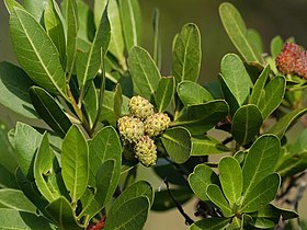 Conocarpus erectus