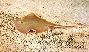 Atlantic stingray