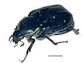 May 11: the beetle Giesbertiolus linnaei