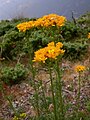 le Séneçon à feuilles d'adonis (Jacobaea adonidifolia).