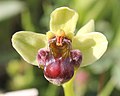 Ophrys bombyliflora