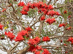 Erythrina corallodendron