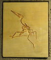 Pterodactylus antiquus – Naturmuseum Senckenberg