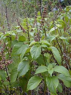 Pensasbasilika (Ocimum gratissimum)