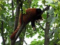Panda roșu dormind la Tiergarten Schönbrunn