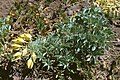 Tropaeolum polyphyllum