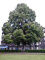 Ulmus minor 'Rueppellii', Links Place, Leith Links, 2016