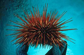 Giant red urchin (Strongylocentrotus franciscanus).