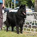 Belgian Shepherd (Groenendael variant)