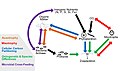 Image 111Cryptic interactions in the marine food web. Red: mixotrophy; green: ontogenetic and species differences; purple: microbial cross‐feeding; orange: auxotrophy; blue: cellular carbon partitioning. (from Marine food web)