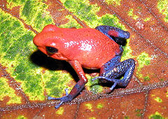 Description de l'image Dendrobates pumilio.jpg.