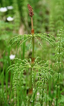 Skogsnelle (Equisetum sylvaticum)