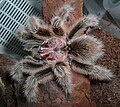 Macho de Grammostola rosea