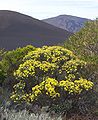 Hubertia tomentosa