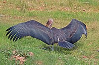 Spreading wings, Uganda