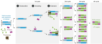 Une infographie montrant le processus de réplication de la PCR