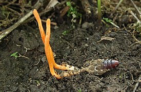 Cordyceps militaris (Sordariomycetes)