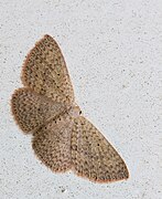 Scopula species