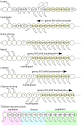 Hox genes in arthropod segmentation