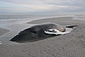 Stranded humpback whale (2012)