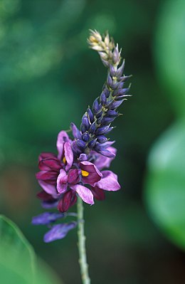 Kudzu nyílgyökér (Pueraria montana)