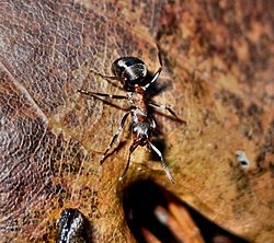 laboristo de specio Formica rufa