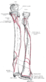 Insertion radiale du muscle brachio-radial (brachioradialis).
