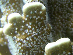 Close-up on live polyps (notice the 8 arms)