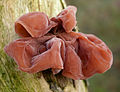 Judasohr (Auricularia auricula-judae)