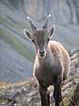 Image 27Young alpine ibex. When fully grown the horns of this male will be about one metre wide. (from Alps)