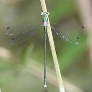 Lestes temporalis