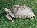 African spurred tortoise at Potter Park Zoo