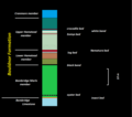 Stratigraphic section of the Bouldnor Formation