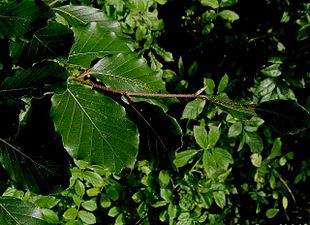 Bøg (Fagus sylvatica): Sensommerblade.