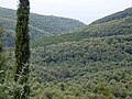 Waldlandschaft oberhalb Pargas