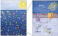 Image 89 Model of the energy generating mechanism in marine bacteria       (1) When sunlight strikes a rhodopsin molecule       (2) it changes its configuration so a proton is expelled from the cell       (3) the chemical potential causes the proton to flow back to the cell       (4) thus generating energy       (5) in the form of adenosine triphosphate. (from Marine prokaryotes)