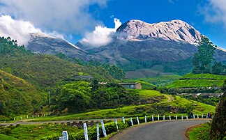 Berge und Teeplantagen bei Munnar