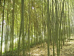 I bambù