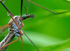 Tête de Tipulidae.