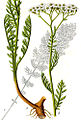 Achillée noble (Achillea nobilis).